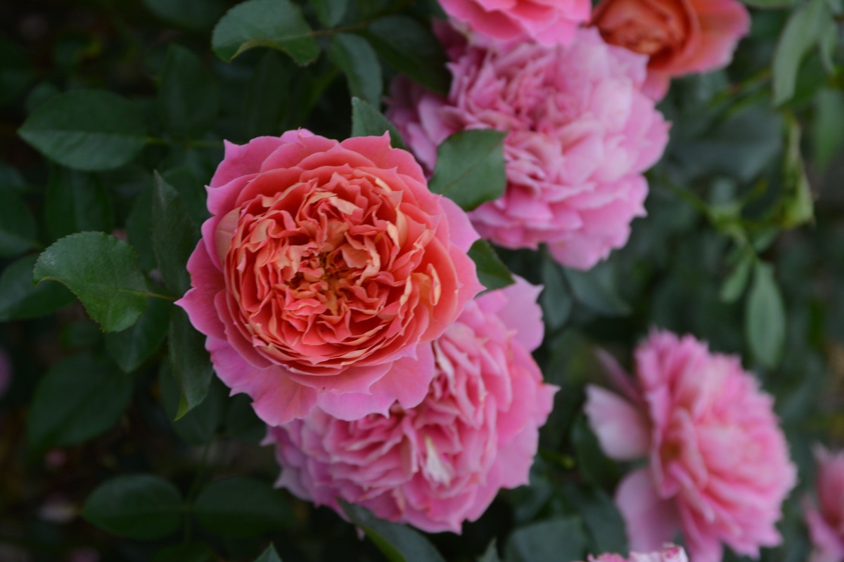 ジャズ｜バラ苗の通販の篠宮バラ園