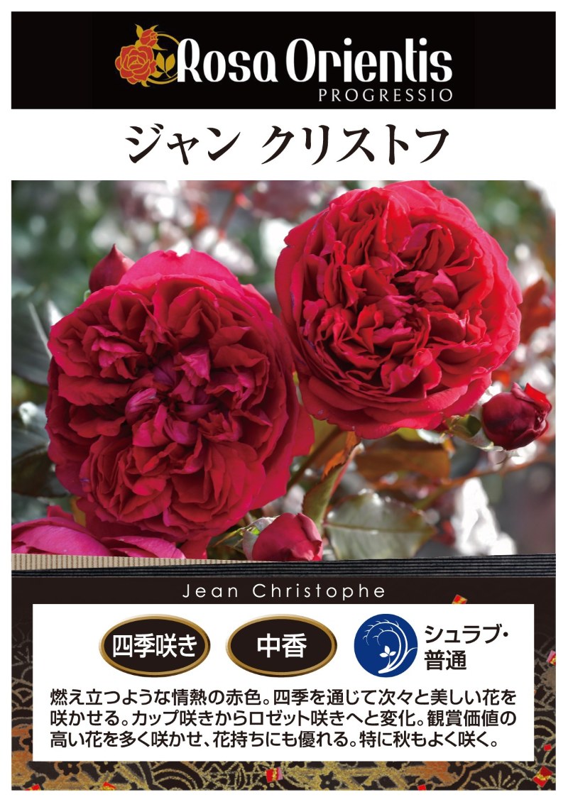 ジャンクリストフ｜バラ苗の通販の篠宮バラ園
