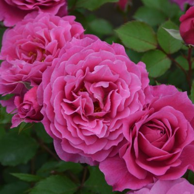 濃い紫 | 篠宮バラ園