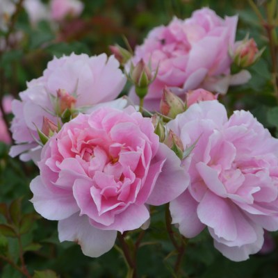 新商品・追加入荷 | バラ苗の通販の篠宮バラ園