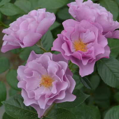 蕾つき「ガートルードジェキル」10号鉢 ガートルード・ジェキル 鉢苗