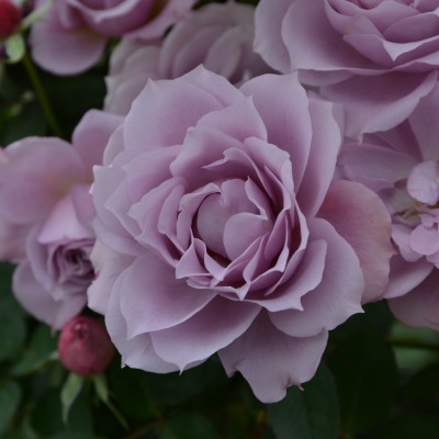 ベル ドゥ レニエ ｜バラ苗の通販の篠宮バラ園