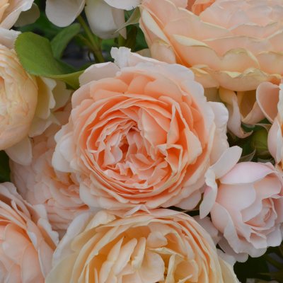 コンスタンス スプライ ｜バラ苗の通販の篠宮バラ園