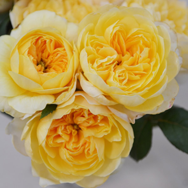 Roses de Jeanne La Bolorée(ローズ・ド・ジャンヌ ラ・ボロレ