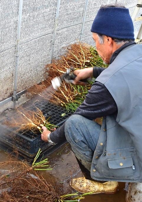 冬季限定 自家製の台木｜バラ苗の通販の篠宮バラ園