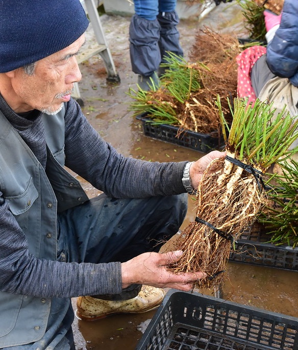 バラ台木　専用出品 冬季限定 自家製の台木｜バラ苗の通販の篠宮バラ園