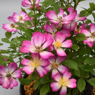 【ミニバラ盆栽】ハッピーパラソル 浅鉢タイプ 築山づくり