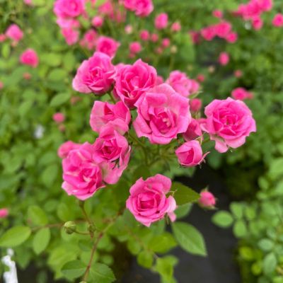 【ミニバラ盆栽】みさき 浅鉢タイプ 築山づくり