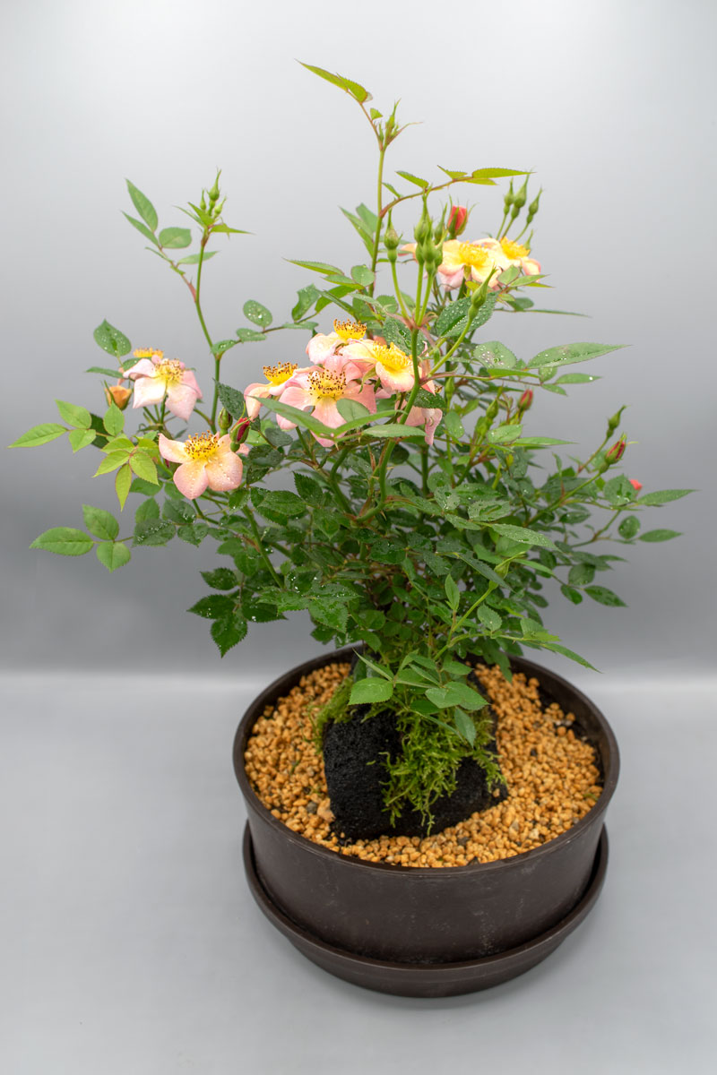 植木鉢　8個セット　バラ売可能　盆栽 ミニバラ盆栽 星の瞳｜バラ苗の通販の篠宮バラ園