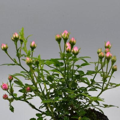 【ミニバラ盆栽】つぼみバラ 浅鉢タイプ 築山づくり