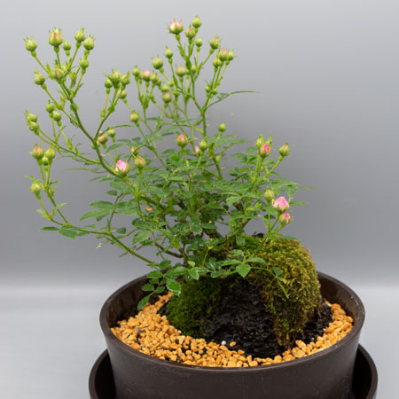 植物　薔薇　苗　ドロシーパーキンス三色接ぎ木大株　花 ドロシー パーキンス ｜バラ苗の通販の篠宮バラ園