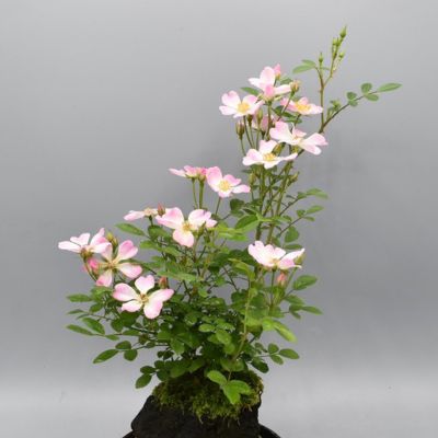 【ミニバラ盆栽】ななこばら 浅鉢タイプ 築山づくり