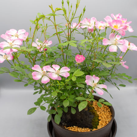 モッコウバラ 楽天市場】【バラ属】モッコウバラ一重ホワイト3号ポット苗 : 産直花だん屋