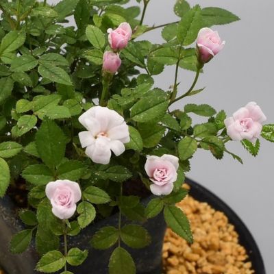 【ミニバラ盆栽】シイ 浅鉢タイプ 築山づくり