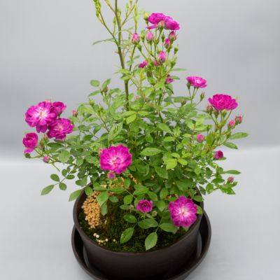 ジャンヌ・ダルク　ロザリオ　薔薇　天然石　カーネリアン　　ハンドメイド　瑪瑙 ジャンヌ ダルク ｜バラ苗の通販の篠宮バラ園
