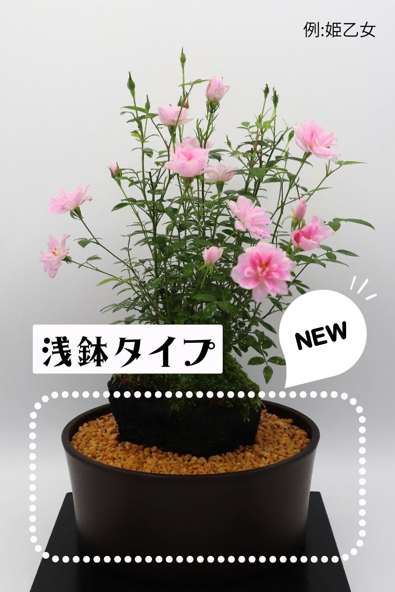 ミニバラ盆栽 ななこばら｜バラ苗の通販の篠宮バラ園