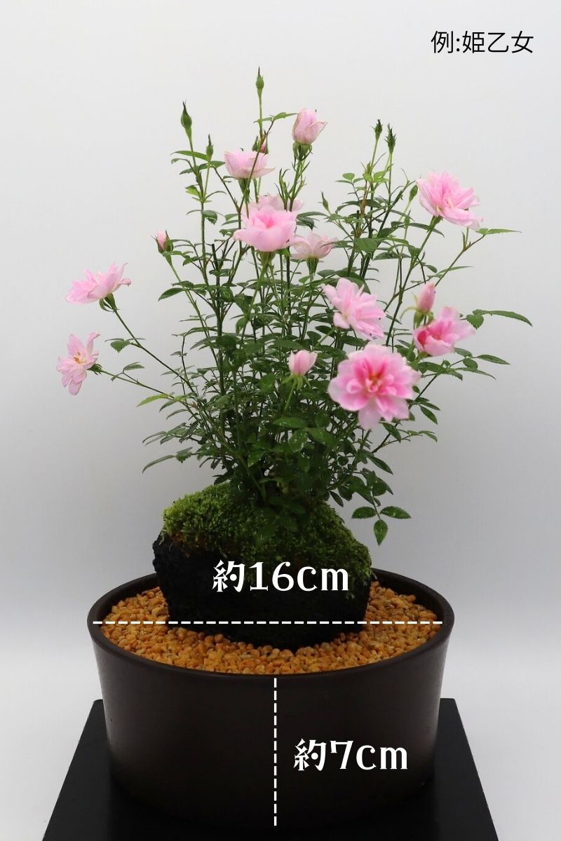 ミニツルバラ　2色咲　挿し穂　15cm 2本 1級遮光晴雨兼用折りたたみ傘 「ミニラボ」(ミニラボ/mini labo