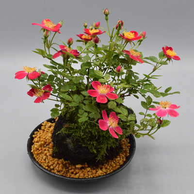 ミニバラ盆栽】紅一重 溶岩鉢｜バラ苗の通販の篠宮バラ園