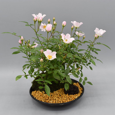 ミニバラ盆景 のぞみ バラ苗の通販の篠宮バラ園