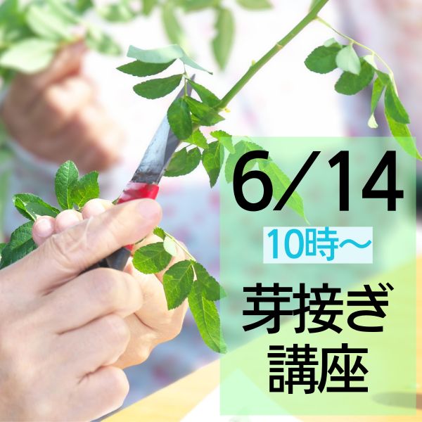 冬季限定 自家製の台木｜バラ苗の通販の篠宮バラ園