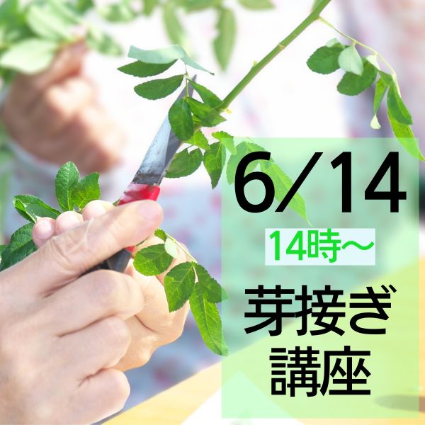 冬季限定 自家製の台木｜バラ苗の通販の篠宮バラ園