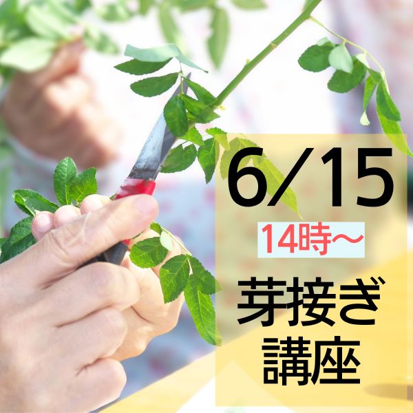 冬季限定 自家製の台木｜バラ苗の通販の篠宮バラ園