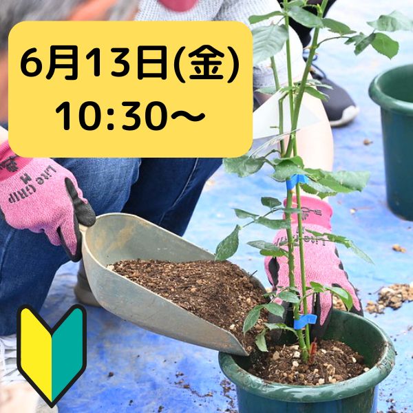 【初心者向け新苗鉢増し実践講座】25年6月13日(金)10:30～