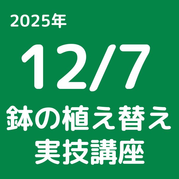 ワルツタイム｜バラ苗の通販の篠宮バラ園