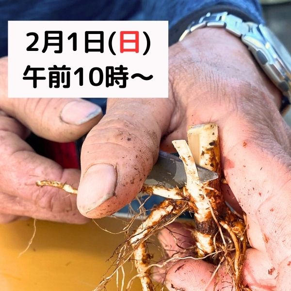 やえやま（八重山）ノイバラ ｜バラ苗の通販の篠宮バラ園