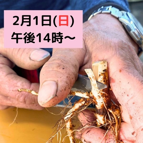 やえやま（八重山）ノイバラ ｜バラ苗の通販の篠宮バラ園