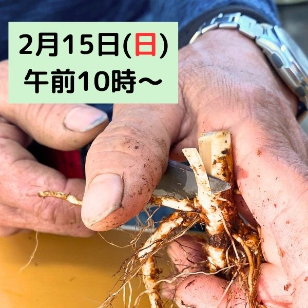 冬季限定 自家製の台木｜バラ苗の通販の篠宮バラ園