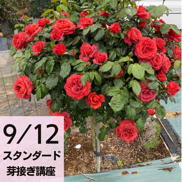 ロサ サンクタ｜バラ苗の通販の篠宮バラ園