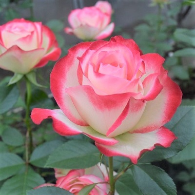 押し花】バラのポストカード4枚セット ｜バラ苗の通販の篠宮バラ園