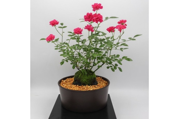 植木鉢　8個セット　バラ売可能　盆栽 ミニ盆栽の通販 | HitoHana（ひとはな）
