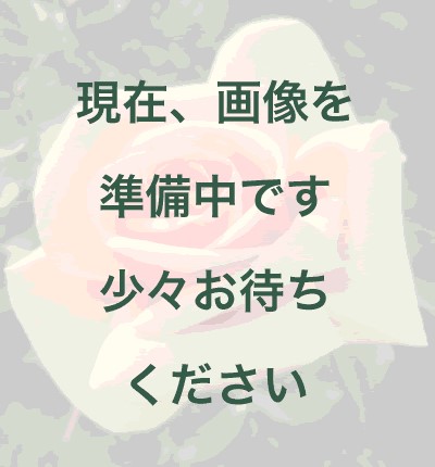 パローレ バラ苗の通販の篠宮バラ園