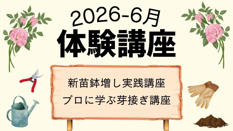 公式】バラ苗の通販ならー篠宮バラ園 東京