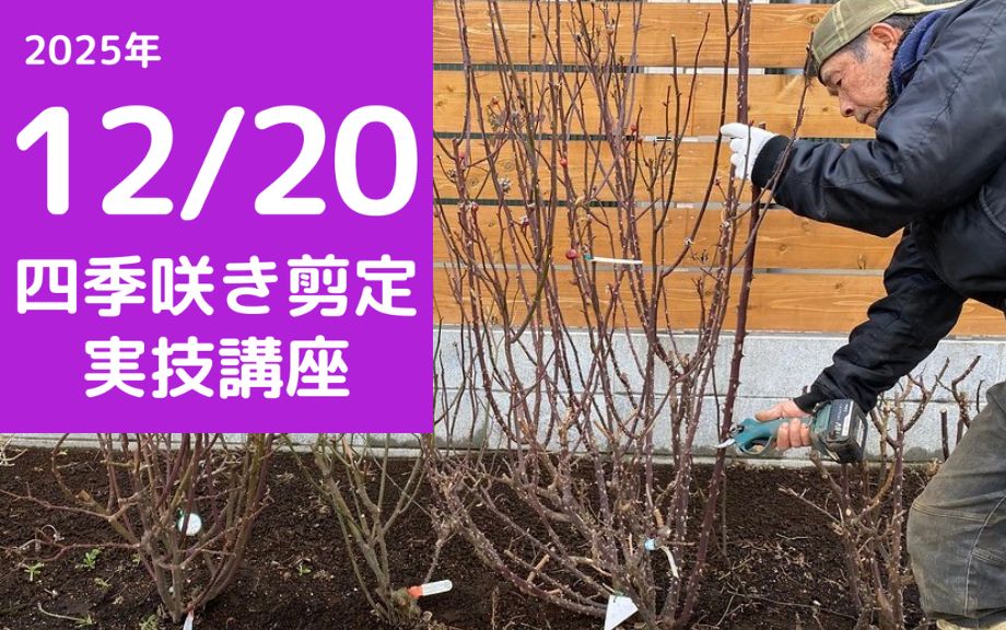 公式】バラ苗の通販ならー篠宮バラ園 東京