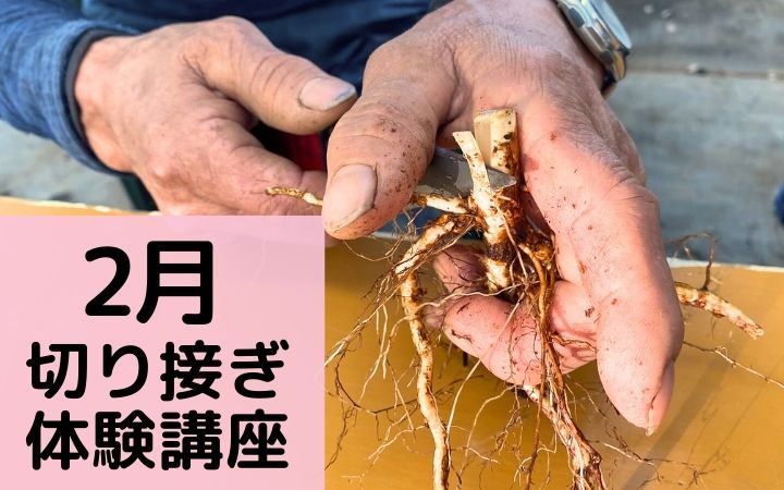 <em>参加者募集！</em>【バラの生産技術】切り接ぎ講座を開催します！日本に昔から伝わる農産物の生産方法、「切り接ぎ」。バラでも良く用いられているこの方法を、一度体験されてみませんか？<b>体験講座</b>