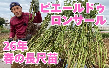 <em>26年の苗を仕込み中！</em>YouTubeで動画公開しました！来年の春に向けての生産作業。ピエールドゥロンサールの長尺苗の仕込みです。長尺にふさわしい勢いの良い元気な苗を選りすぐります。<b>YouTube</b>