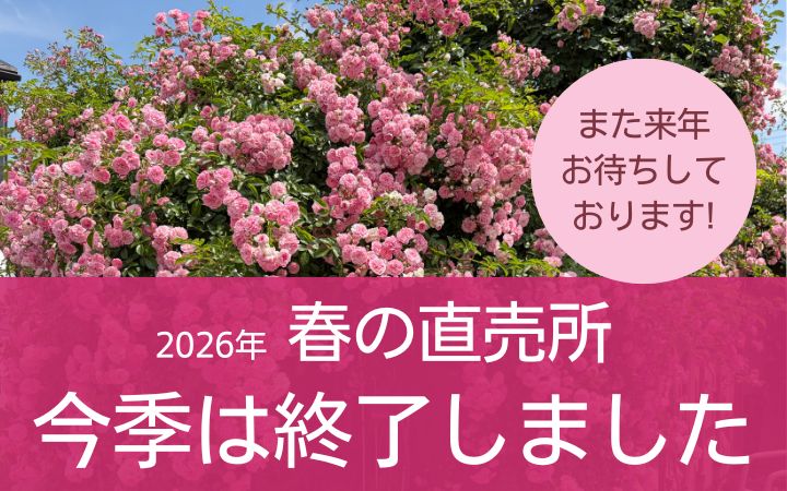 公式】バラ苗の通販ならー篠宮バラ園 東京