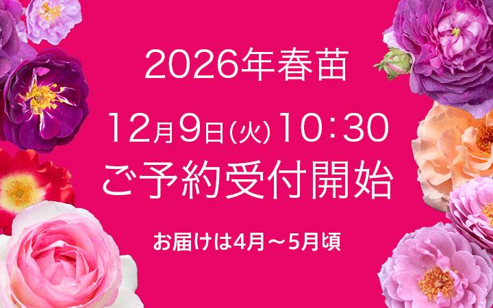 公式】バラ苗の通販ならー篠宮バラ園 東京