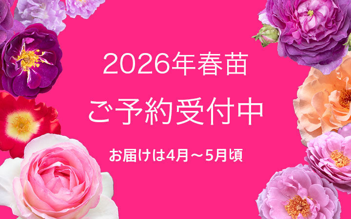 2026年春苗!】ただいまご予約受付期間中です！ | | 篠宮バラ園