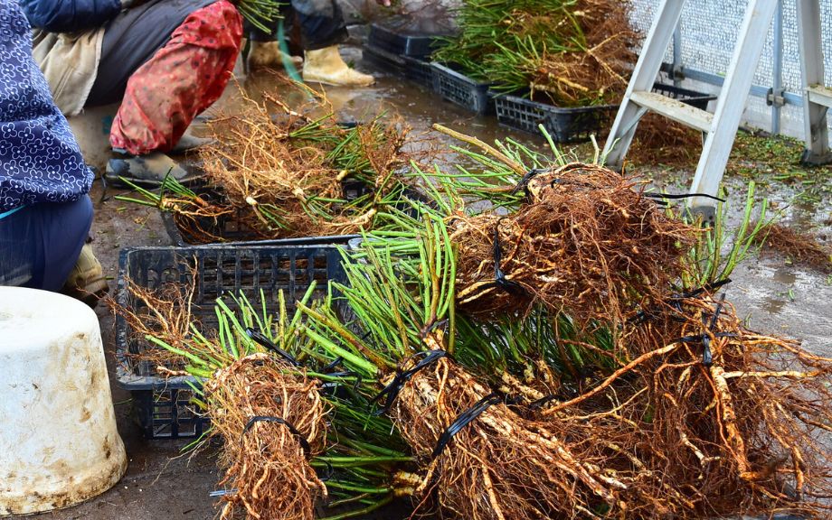 公式】バラ苗の通販ならー篠宮バラ園 東京