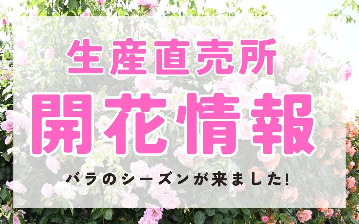 公式】バラ苗の通販ならー篠宮バラ園 東京