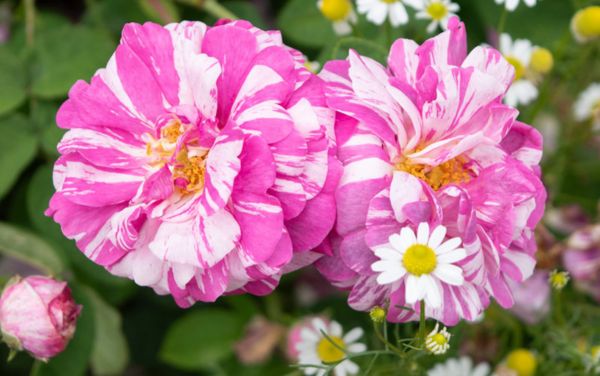 <em>素晴らしきオールドローズの世界</em>世界中で、数百年来愛されているバラたち。時代を越え、人々を魅了し続けている素晴らしいバラたちです。(写真はカマユー)<b>お買いもの</b>